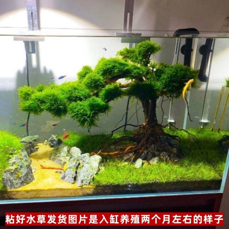 전문가용 친환경 나무 유목 아트 플라워 베이슨 (맞춤형 - Resin Art With Wood 리뷰 및 가격