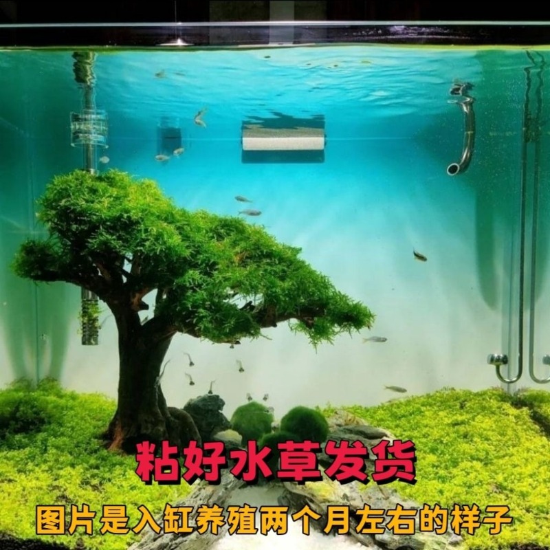 전문가용 친환경 나무 유목 아트 플라워 베이슨 (맞춤형 - Resin Art With Wood 리뷰 및 가격